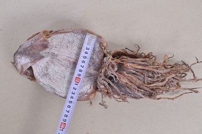 湘潭周记南杂批发部 优质朝鲜鱿鱼干，海鲜特产优选