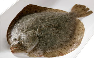 奥科美携手上海嘉燕 以智慧可追溯体系树水产行业新标杆