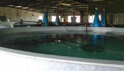 日本黄姑鱼工厂化养殖技术与水产品开发